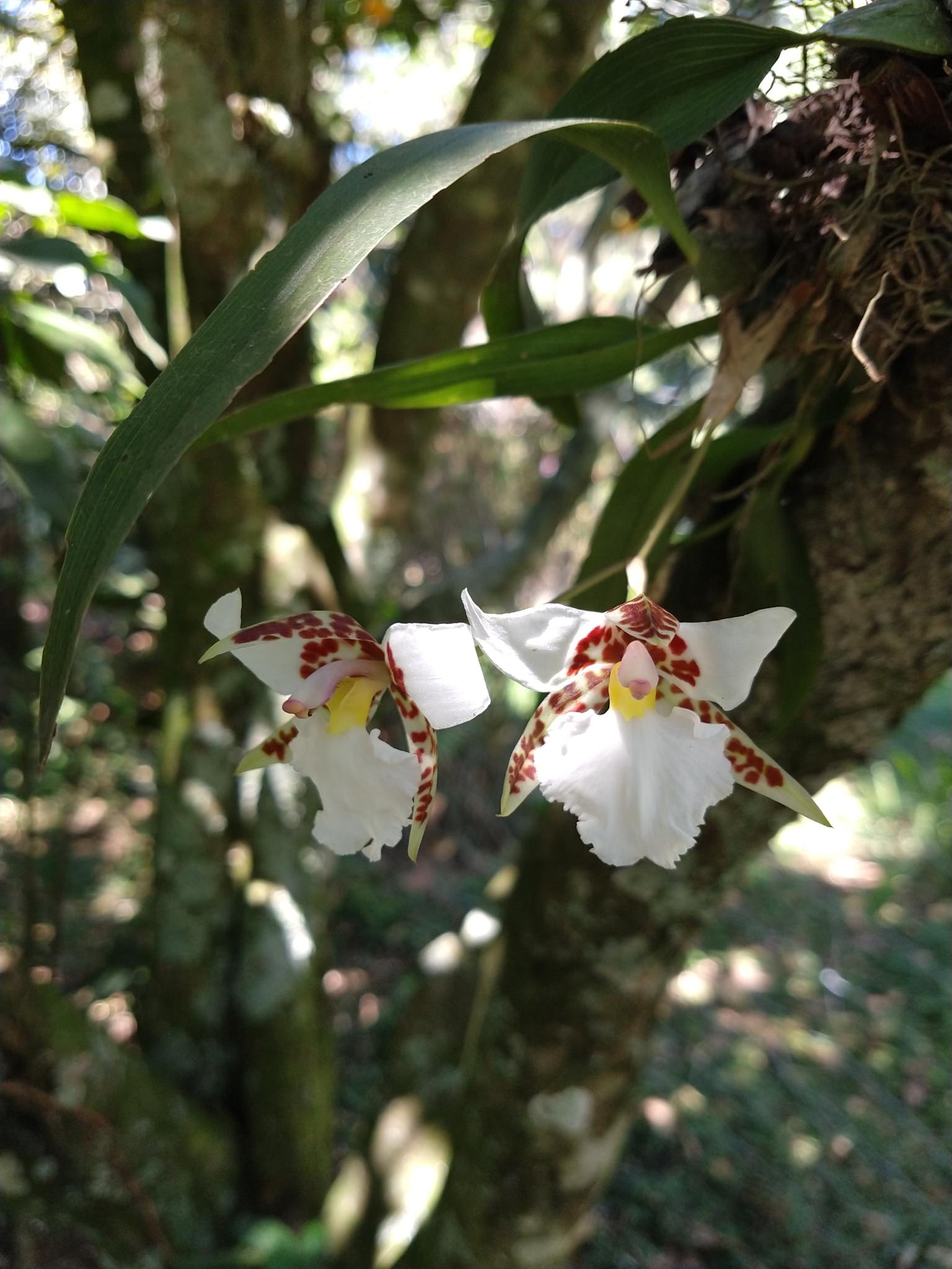 Rhynchostele rossii